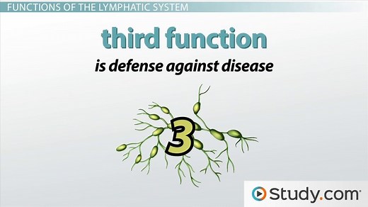 Absorption of Nutrients to the Lymphatic System