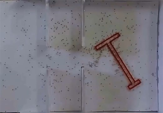 6.1K views · 37 reactions | Ants vs. Humans: Who’s Smarter at...