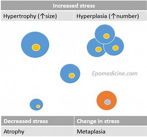 Cellular Adaptations