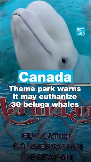 Canadian theme park warns it may euthanize beluga whales • FRANCE 24 English