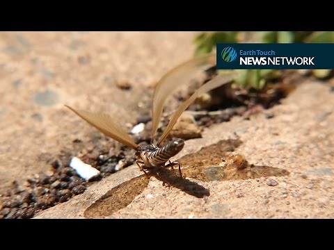 Winged termites swarm from underground nest
