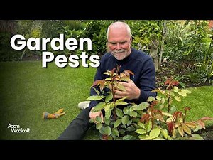 How I Beat Pests in My Garden!
