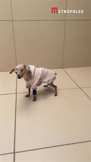 286K views · 2K reactions | O vira-lata Pingo, conhecido nas redes...