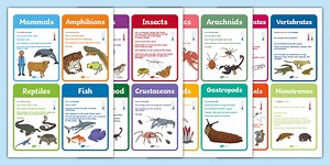 Animal Groups Classification Cards