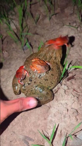 Frog Comedy For laugh Hahaha | Cute frog orange funny jump | Funny froggy
