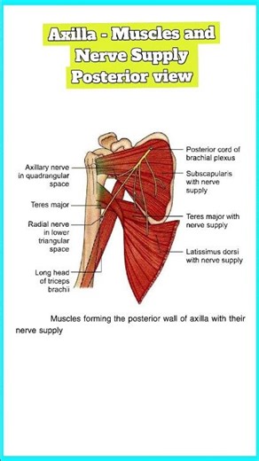 Axilla Posterior View - Muscles and Nerve Supply #neetpg2026 #anatomy #biology #mbbs