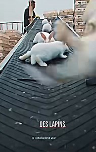 1.5M views · 40K reactions | TRANSFORMER LE LAPIN EN FORÊT  POUR...