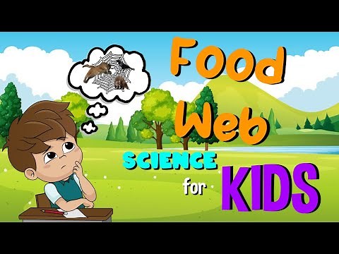 Food Web | Science for Kids