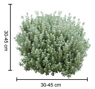 GREY BOX™ Westringia is a drought tolerant native box hedge plant | Native Shrubs & Ground Covers