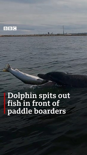 2.6M views · 10K reactions | Incredible footage shows a dolphin swim up to paddle boarder Daniel Burlinson and spit out its dinner  #dolphins #seaside #roker #paddleboarding #sunderland | BBC North East | Facebook