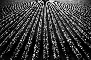 Agricultural Survey App