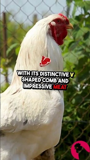 Discover Nature's Rarest Chickens: Fascinating Breeds You’ve Never Seen!