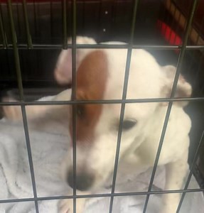 Here’s a better video Of hand over from Dog warden’s To our Rescuer Let’s pick him A lovely name ❤️ | Jack Russell Terrier Rescue UK