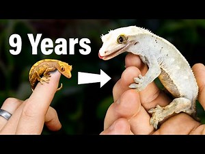 9 Year Evolution of My Geckos & Their Vivariums: What I've Learned