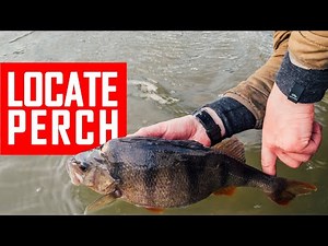 How to find Perch? Dropshot locations and Perch fishing explained in detail