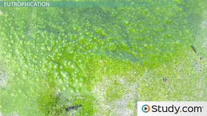 The Nitrogen Cycle, Acid Rain and Fossil Fuels