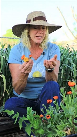 Grow Calendula For Pollination & Your Health