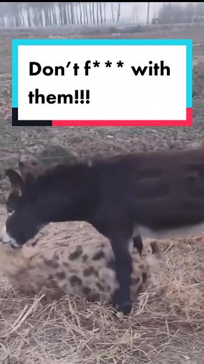 Understanding Eeyore: The Truth Behind His Sadness