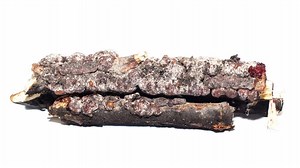 Should I Use Shellac On Poplar? - Top Woodworking Advice