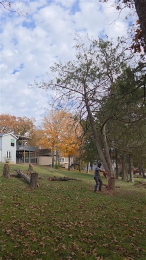 Tree time | Shade Tree Landscaping Services | Facebook