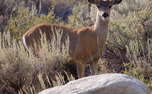 3 Absolute Best Homemade Deer Feeders