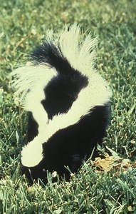 Swimming Skunk Stuck in Pool for Hours, Lives to Spray About it