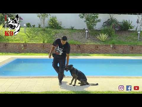 Fundamental Dog Training || Basic Obedience
