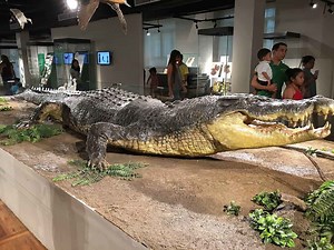 The Largest Saltwater Crocodile Ever Recorded