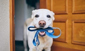 Labrador Retriever Training Guide: Recommended Cues, Timelines, and More