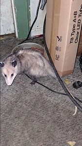 Harold #possums #opossums