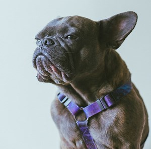 French Bulldog Reverse Sneezing: How to Stop It - FrenchieWiki
