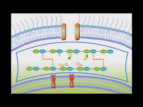 Penicillin Mechanism of Action animation video