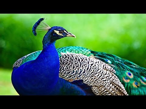The Peacock Bird - Beautiful Peacock Opening its Feathers Display in Nature