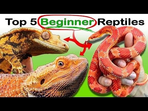 The 5 Easiest Reptiles You Can Own (No Experience)