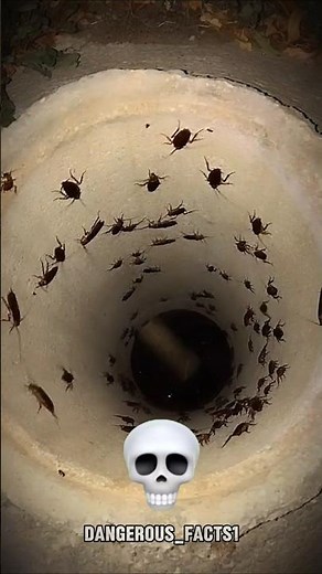 Insect can't be not scary 💀☠️