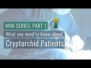 What you need to know about Cryptorchid Patients