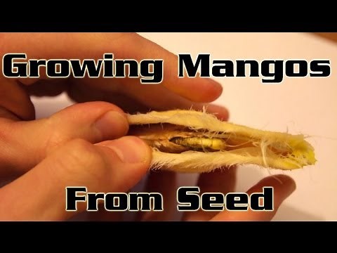 Growing Mangos From Seed - How to plant a mango seed and grow a mango tree