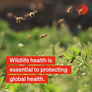 151 reactions · 39 shares | Today is World #WildlifeConservationDay! #Wildlife is essential to maintaining… ✅ functioning, vibrant ecosystems ✅ food chains, pest control, and pollination ✅ the health of other animals and humans! #OneHealth | World Organisation for Animal Health | Facebook