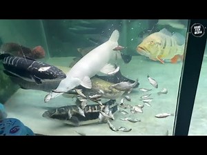 Unbelievable Aquarium Setup: Betta Fish, Goldfish, Tropical and Koi Fish Care Tips #948