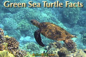 Green Sea Turtle Facts, Pictures & Information For Kids & Adults