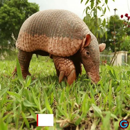 10 Unique Animals found in the Amazon Rainforest.