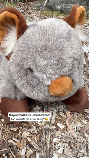 Fossils found near Capricorn Caves revealed a giant prehistoric...