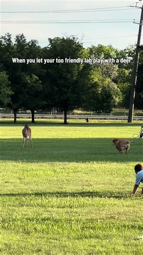 Lab Plays with Deer: Funny Friendly Dog Meets Deer