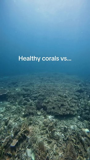 Contrasting Healthy and Bleached Coral Reefs: A Visual Comparison