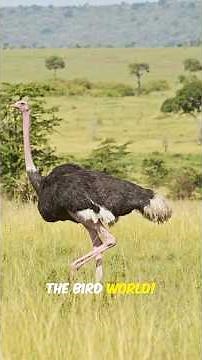 You Won't Believe How Fast Ostriches Run!