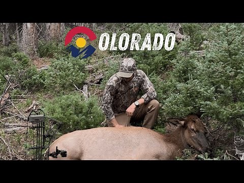Colorado Elk Hunt - Archery Season On Public Land