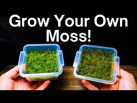 How To Propagate Moss - Simple & Easy Method!