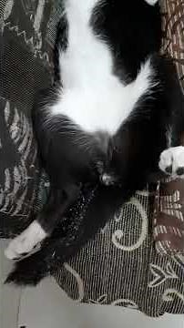 cat peeing while sleeping