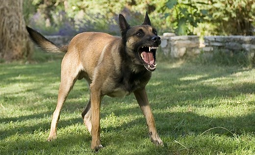 Dog Territorial Aggression: How Can I Fix It?