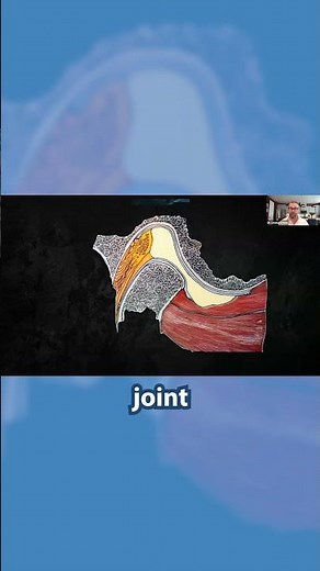 Anatomy of the temporomandibular joint 👀